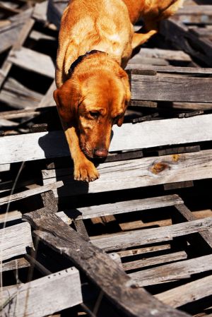 FROM RESCUED TO RESCUER