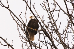 Linssen_BestofAlaska_Feb20130005