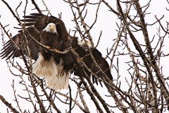 Linssen_BestofAlaska_Feb20130006