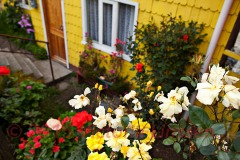 Yellow Roses on Chiloe Island, Chile