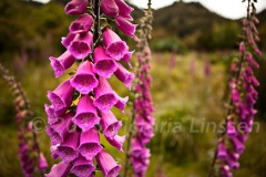 Pink Patagonia Foxglove