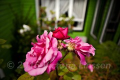 Green House, Pink Roses. Chile.