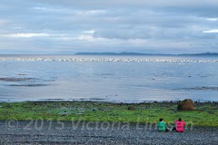 Mussel Buoys on Chiloe Island, Chile