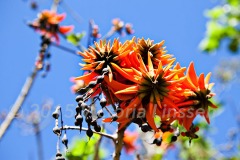 Rapanui Coral Tree