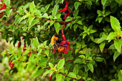Bee on Fuschia