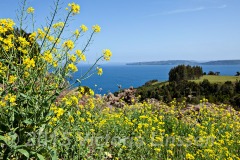 Island Mustard, Easter Island