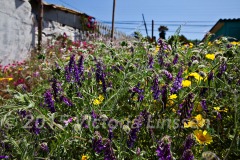Spring's Bounty, Easter Island