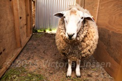 Achao Sheep