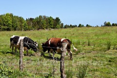 Bullfight