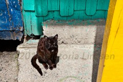 Cat in Sun