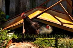 Chiloe Chickens