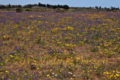 Quintero Wildflowers