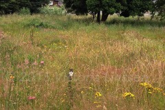 Cat in Field