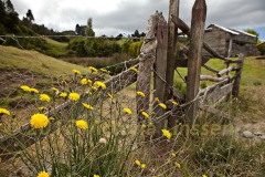 Flowers and Fence