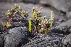 Hawaii Nature Scenes