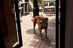 Hopeful Dog