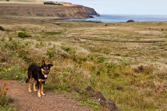 Rano Raraku Guard Dog