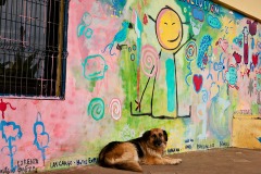Dog at School