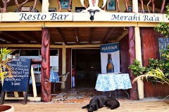Rapa Nui Restaurant Dog