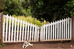 Dog at Gate