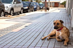 Sidewalk Dog