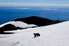 Dog on Volcano