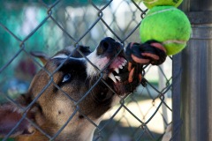 From rescued to rescuer