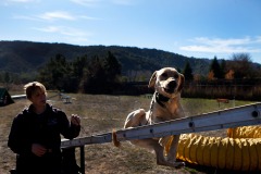 On Tuesday, January 17, 2012, Sharon Hanzelka, an employee with Sundowner's Kennel in Gilroy, CA, trains labrador retriever Noah to become an urban search and rescue dog. Once Noah graduates from his training, he will be tested to become FEMA certified and be deployed internationally to find disaster survivors. (Photo by Victoria Linssen / Brooks Institute ©2012)