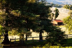 Artist Katie Van Horn takes a trip down memory lane on La Patera Ranch in Goleta, Calif., on Tuesday, June 7, 2011. Van Horn has reason to be nostalgic, the 1,000 plus acres of land that was in her family for seven generations is now owned by someone else. (Photo by Victoria Linssen / Brooks Institute ©201!).