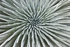 Hawaii Cactus