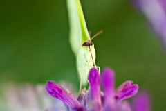 Orange-Barred Sulphur Butterfly