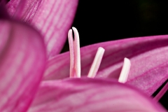Belladonna Opens