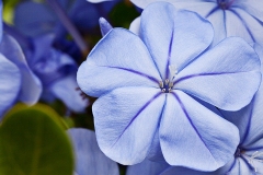 Summer Phlox