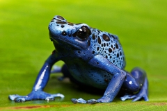 Blue Poison Dart Frog