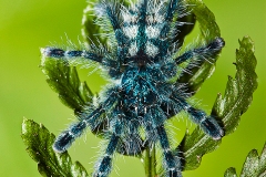 Antilles Island Pinktoe Spider