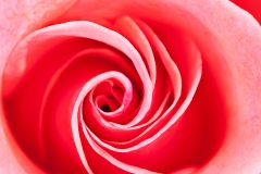 Bloom of the Double Delight