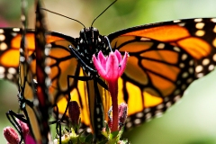Monarch Butterfly