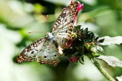 White Peacock Buttefly