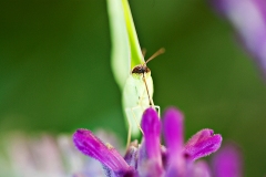 Orange-Barred Sulphur Butterfly