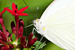 Buttefly Nectar