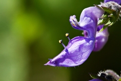 Purple Lobster Flower