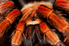 Mexican Fireleg Tarantula Eyes