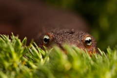 Peeking Newt