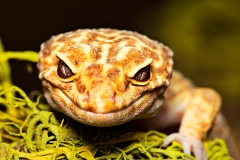 Mischievous Leopard Gecko