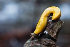 Banana Slug on Branch