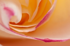 Double Delight Dewdrop