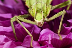 Malaysia Jungle Nymph on Daffodil