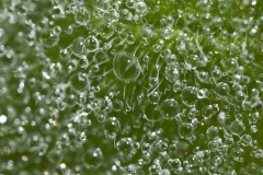 Dew on Leaf