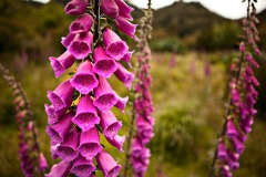 Pink Patagonia Foxglove