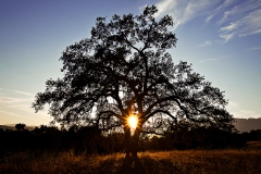 Ojai Valley Oak Sunset